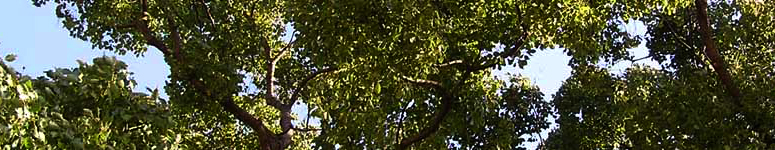 姿勢、会社概要のページのメインイメージ。木々の写真